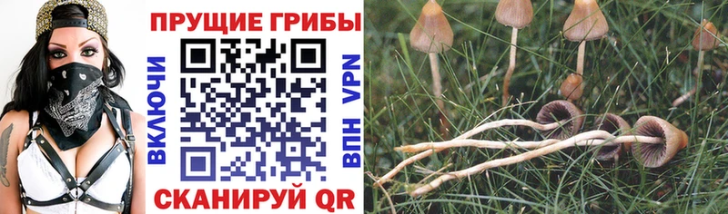 мега онион  Катав-Ивановск  Галлюциногенные грибы Cubensis 